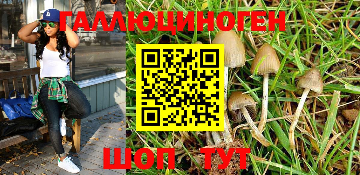 Псилоцибиновые грибы Psilocybe Ишим